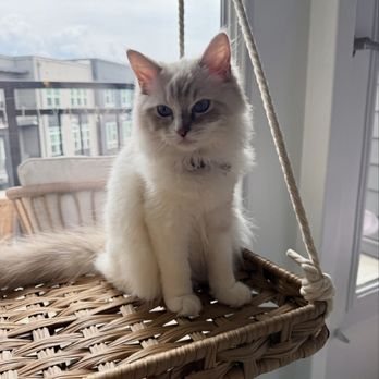 Fancy Kitty Cat - Pet Breeders Near Me - Fairfax, Virginia