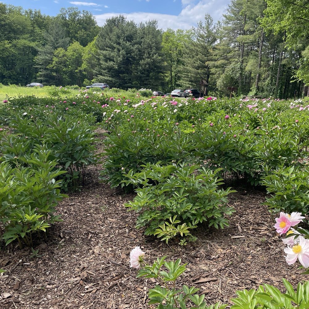 Schwartz Peony Garden - Botanical Gardens Near Me - Gaithersburg, Maryland Schwartz Peony Garden - Botanical Gardens Near Me - Gaithersburg, Maryland