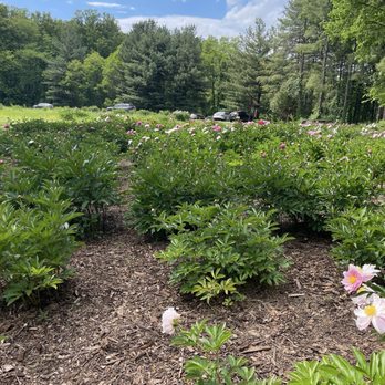 Schwartz Peony Garden - Botanical Gardens Near Me - Gaithersburg, Maryland Schwartz Peony Garden - Botanical Gardens Near Me - Gaithersburg, Maryland