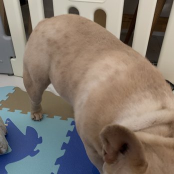 Dog House Miami - Pet Sitting Near Me - Miami Lakes, Florida