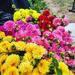 Campesina Flowers
