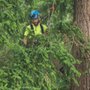 Photo of Field's Tree Care