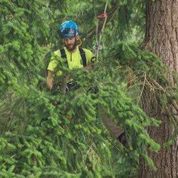 Field's Tree Care