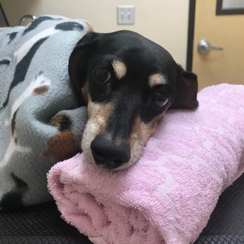 VCA Four Seasons Animal Hospital - They made sure our sweet girl was as comfortable as possible. - Veterinarians Near Me - Spring, Texas VCA Four Seasons Animal Hospital - They made sure our sweet girl was as comfortable as possible. - Veterinarians Near Me - Spring, Texas