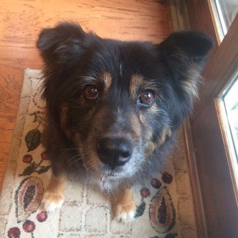 Peaceful Pets Services - Pet Services Near Me - Castaic, California Peaceful Pets Services - Pet Services Near Me - Castaic, California