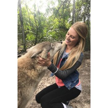Shy Wolf Sanctuary Education & Experience Center - Dancer is one of the friendliest! And sweetest girl!!! - Animal Shelters Near Me Shy Wolf Sanctuary Education & Experience Center - Dancer is one of the friendliest! And sweetest girl!!! - Animal Shelters Near Me