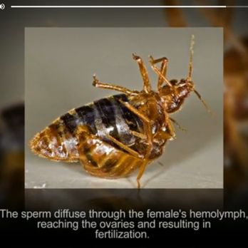 Avalon Pest Control - Pest Control Near Me - Bronx, New York