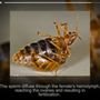 Photo of Avalon Pest Control