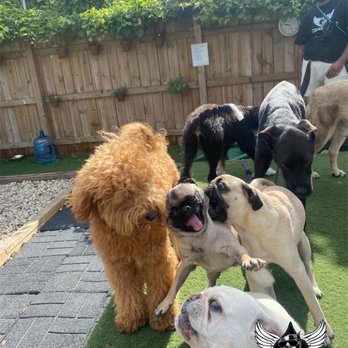 Rockstar Pets - Dogs at Rockstar Pets - Pet Boarding Near Me - Chicago, Illinois