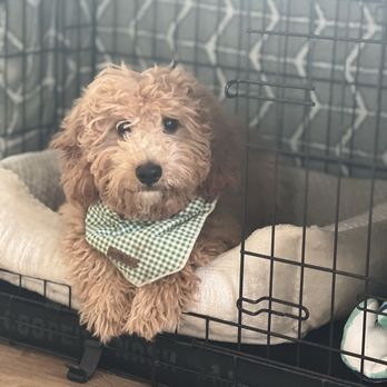 Top Dogz - Pet Breeders Near Me Top Dogz - Pet Breeders Near Me