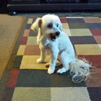 Puppy Salon - Bella happy with her Summer cut in the Spring! I asked them not to shave her tail. Love it! - Pet Groomers Near Me - Whittier, California Puppy Salon - Bella happy with her Summer cut in the Spring! I asked them not to shave her tail. Love it! - Pet Groomers Near Me - Whittier, California