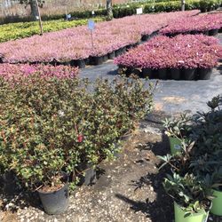 Cape Cod Wholesale Nursery - Some of the plants, the heather is particularly nice
