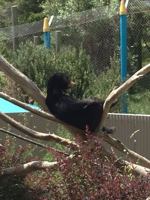 Wellington Zoo by null