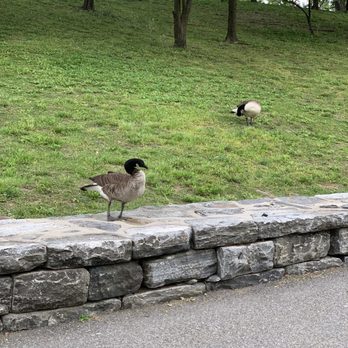 Roosevelt Island - Parks Near Me Roosevelt Island - Parks Near Me