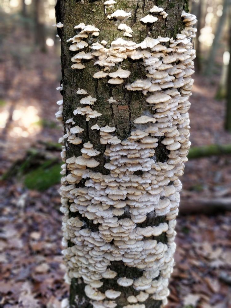 SUNNYBROOK STATE PARK 21 Photos Newfield Rd, Torrington