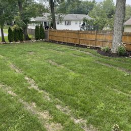 This is my backyard 8 weeks after Ground hog lawns care "fixed" my lawn.