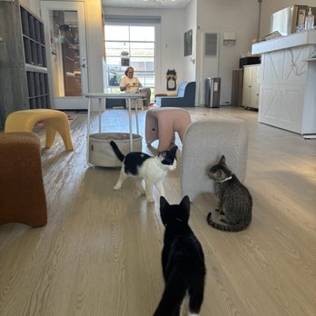 Cat Cafe Meows Rakuen - Cafes Near Me - Gardena, California Cat Cafe Meows Rakuen - Cafes Near Me - Gardena, California