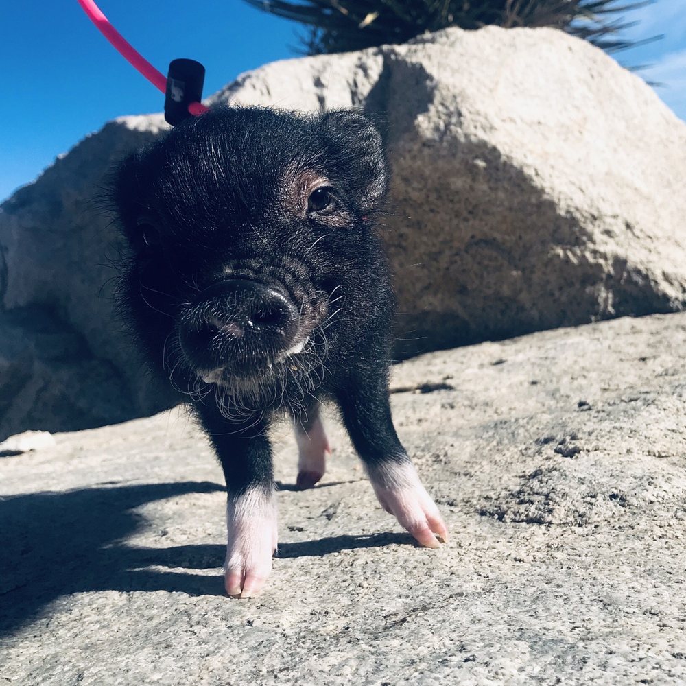 AZ Micro Mini Pigs - Pet Services Near Me