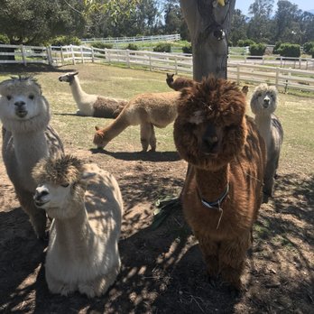 Canzelle Alpacas - Farms Near Me - Carpinteria, California