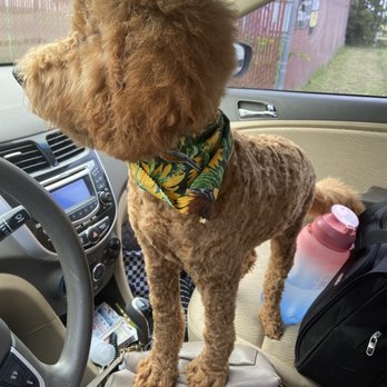 Melissa's Prestigious Pawz - What I got. - Pet Training Near Me - Fort Worth, Texas Melissa's Prestigious Pawz - What I got. - Pet Training Near Me - Fort Worth, Texas