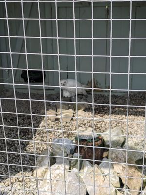 Aillwee Burren Experience by null