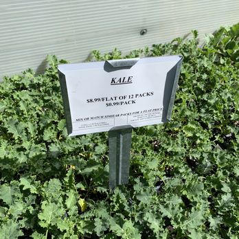 Block's Stand & Greenhouse - Flats of Kale - Farmers Market Near Me - Romulus, Michigan