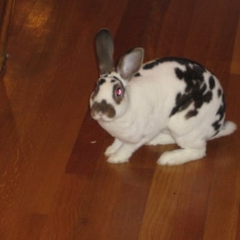 House Rabbit Network - Jack- our rabbit from HRN - Animal Shelters Near Me House Rabbit Network - Jack- our rabbit from HRN - Animal Shelters Near Me