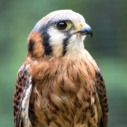 West Sound Wildlife Shelter