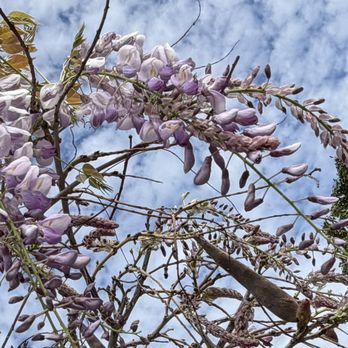 River View Park - Wisteria blossoms starting - Parks Near Me - San Jose, California River View Park - Wisteria blossoms starting - Parks Near Me - San Jose, California