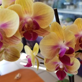 Sandwich House - Beautiful orchids on our table. - Sandwiches Near Me - Cypress, California Sandwich House - Beautiful orchids on our table. - Sandwiches Near Me - Cypress, California