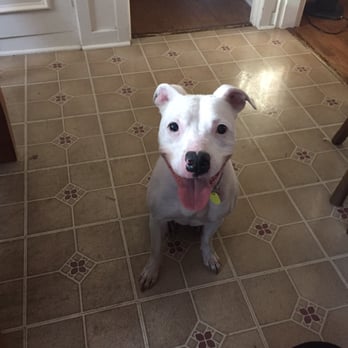 Teg's Canine Clippery - Thanks for my first nail clipping! You were so gentle I didn't mind one bit! - Pet Groomers Near Me - New Cumberland, Pennsylvania