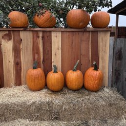 Perfect Pumkins Perfect Pumkins