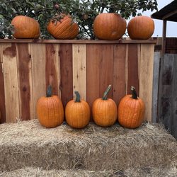 Farmer John's Pumpkin Farm - Perfect Pumkins