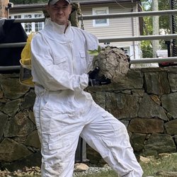 Harbinger Pest Control - Hornet nest removal