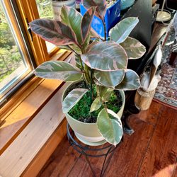 Léon & George - My new Ruby rubber plant , my latest from Leon&George