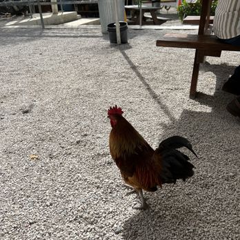 Lote 23 - Random chickens - Food Stands Near Me - Santurce, Puerto Rico Lote 23 - Random chickens - Food Stands Near Me - Santurce, Puerto Rico