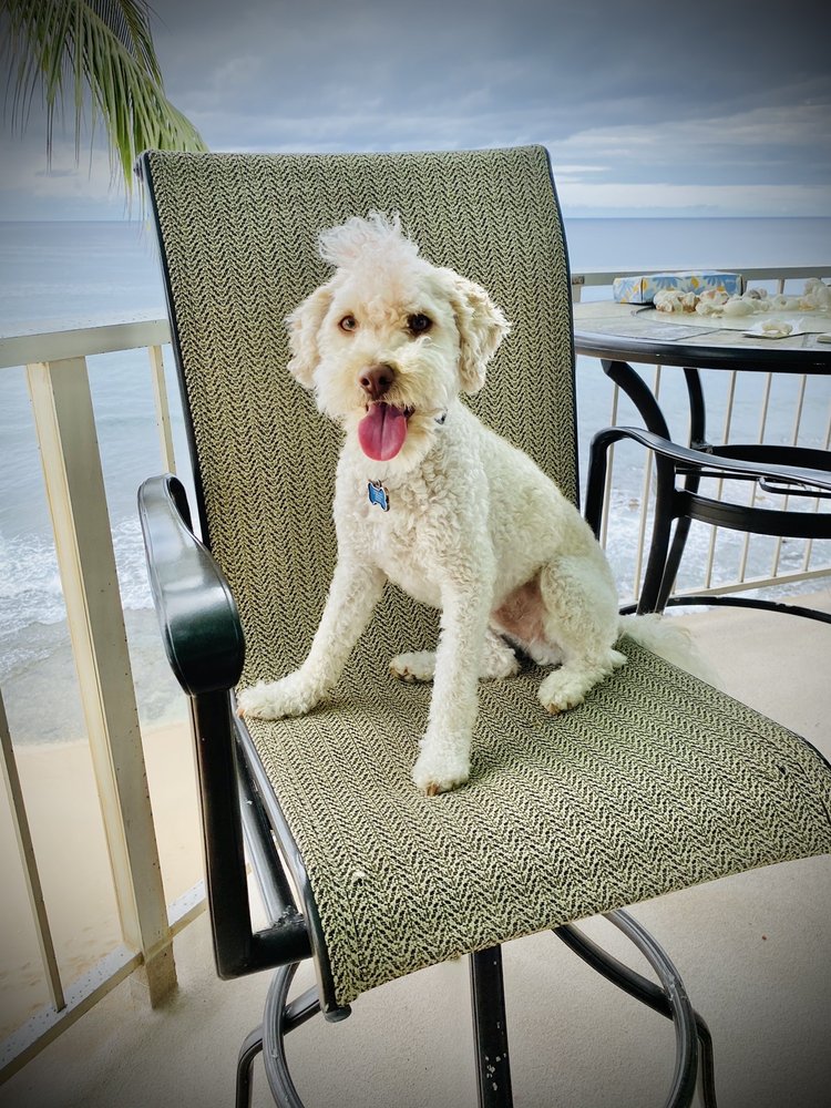 AFFORDABLE PET BOARDING 15 Photos & 34 Reviews Pet Boarding 87