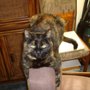 Photo of Barbara's Pet Care