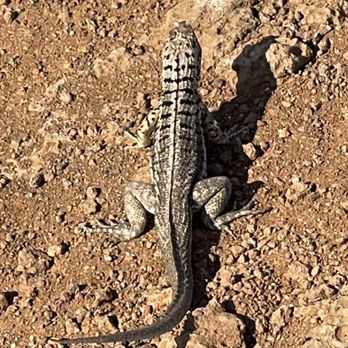 Celebrity Flora - Galapagos leaf toed gecko - Travel Services Near Me
