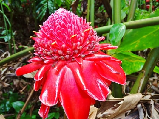 Waikamoi Nature Trailhead and Parking Area by null