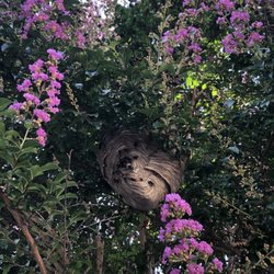 My Pest Pros - Hornet's nest in the middle removed!