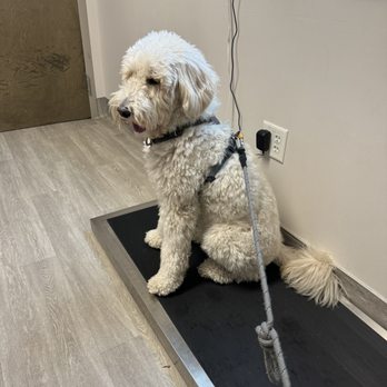 Antelope Animal Hospital - She's ready for her weigh in - Veterinarians Near Me - Syracuse, Utah