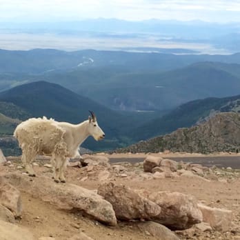 Mount Blue Sky Scenic Byway - My new buddy - Hiking Near Me