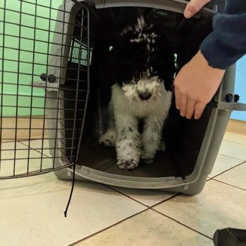 Dog Training Now - Helping her with Crate Training. - Pet Training Near Me - Hoffman Estates, Illinois