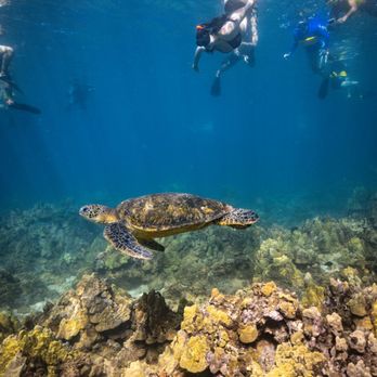 Alii Nui Sailing Charters - Tours Near Me - Wailuku, Hawaii
