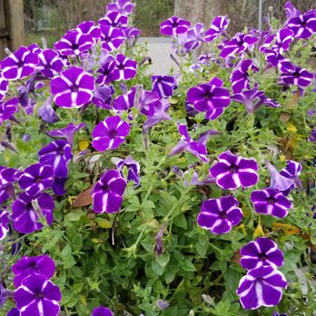 MRT ACE Lawn & Garden Center - Petunias on back lanai - Nurseries & Gardening Near Me - Venice, Florida MRT ACE Lawn & Garden Center - Petunias on back lanai - Nurseries & Gardening Near Me - Venice, Florida