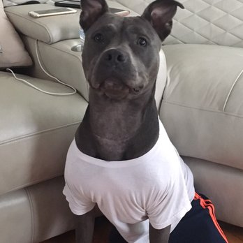 Lehigh Valley Humane Society - We love our blue nose - Animal Shelters Near Me - Allentown, Pennsylvania Lehigh Valley Humane Society - We love our blue nose - Animal Shelters Near Me - Allentown, Pennsylvania