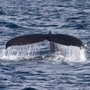 Photo of Telstar Charters