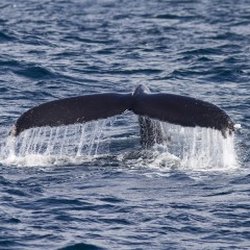 Telstar Charters