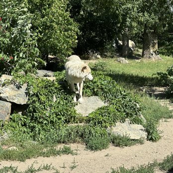 International Wolf Center - Zoos Near Me - Ely, Minnesota International Wolf Center - Zoos Near Me - Ely, Minnesota